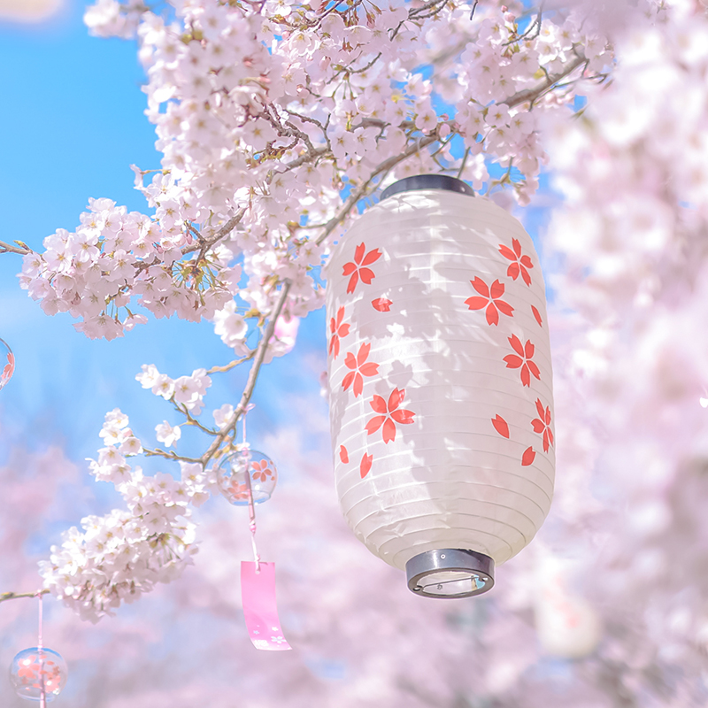 Japanese Maneki Neko Hanging L - Restaurant Lighting Decoration recension och pris